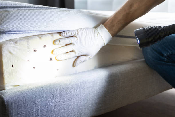 Best Cockroach Control Services  in Athens, PA