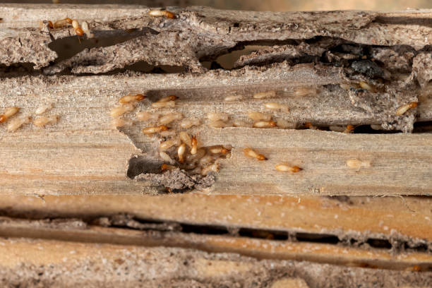 Best Commercial Pest Control Services  in Athens, PA